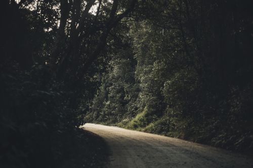 Free A serene and shadowed woodland path leading through dense forest foliage. Stock Photo