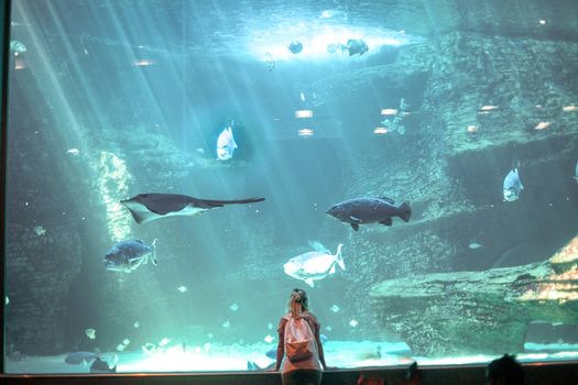 一名女子在水族馆的大窗前凝视着各种海洋生物