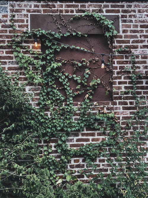 나뭇잎, 덩굴, 벽돌 벽의 무료 스톡 사진