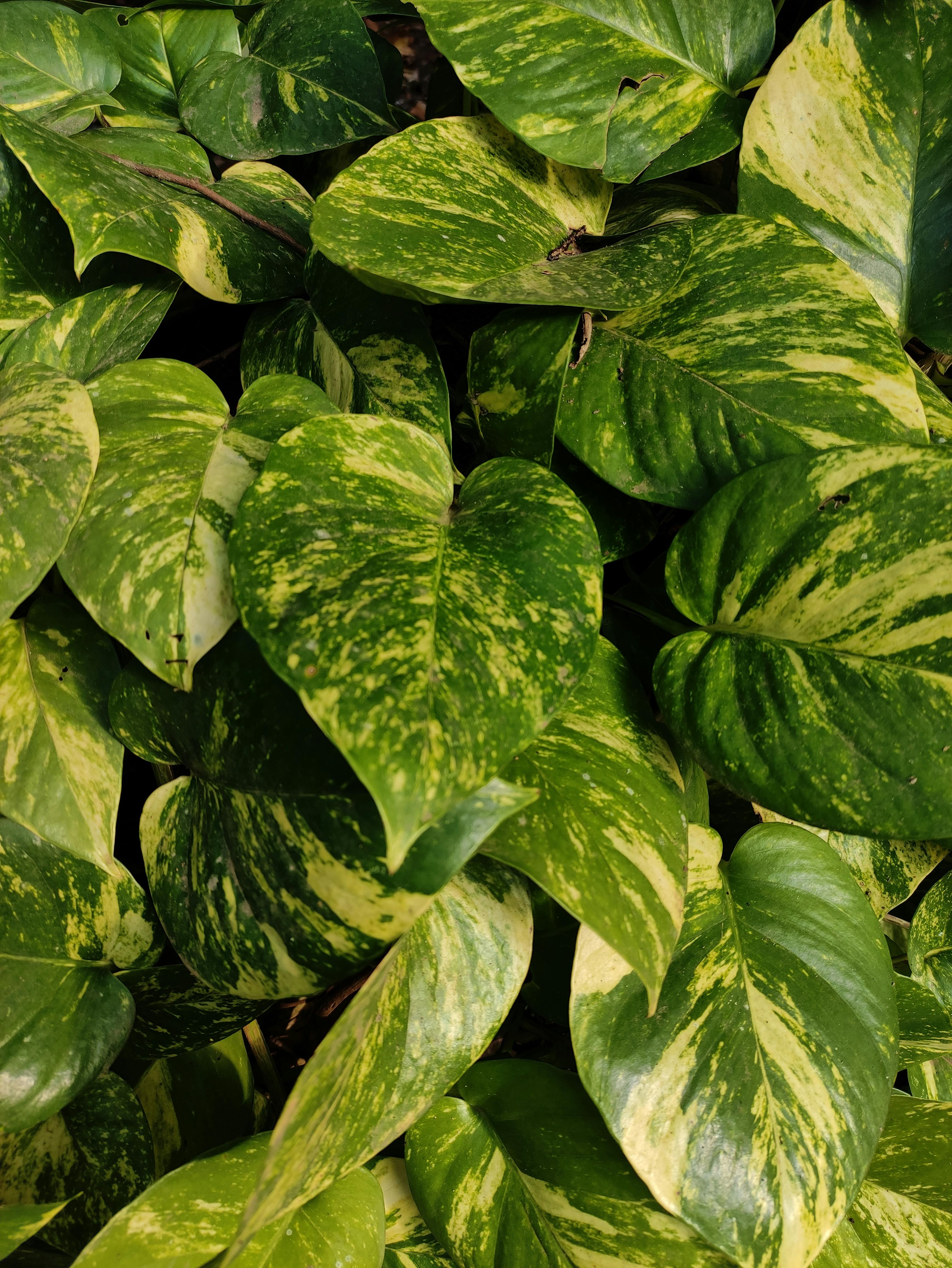 Homeowner checking a leaking pipe under a sink to reduce moisture that attracts termites