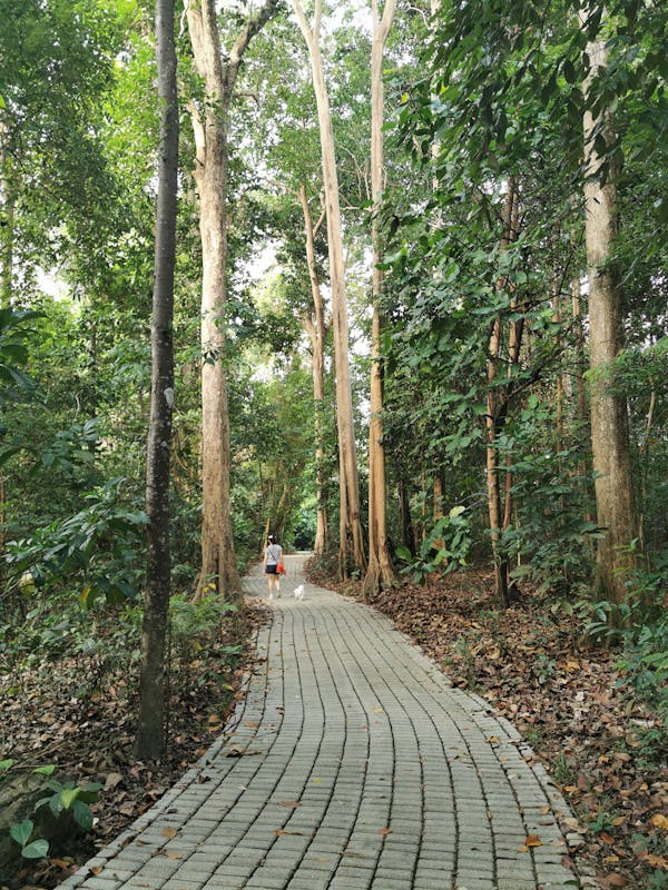 Održavanje i Uporaba Benzinskog Perača