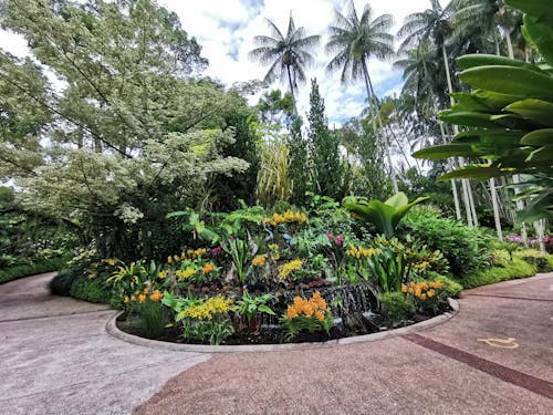 Foto profissional grátis de Cingapura, coqueiros, flores