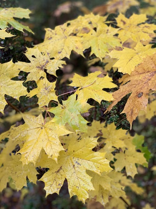 Leaves in Autumn