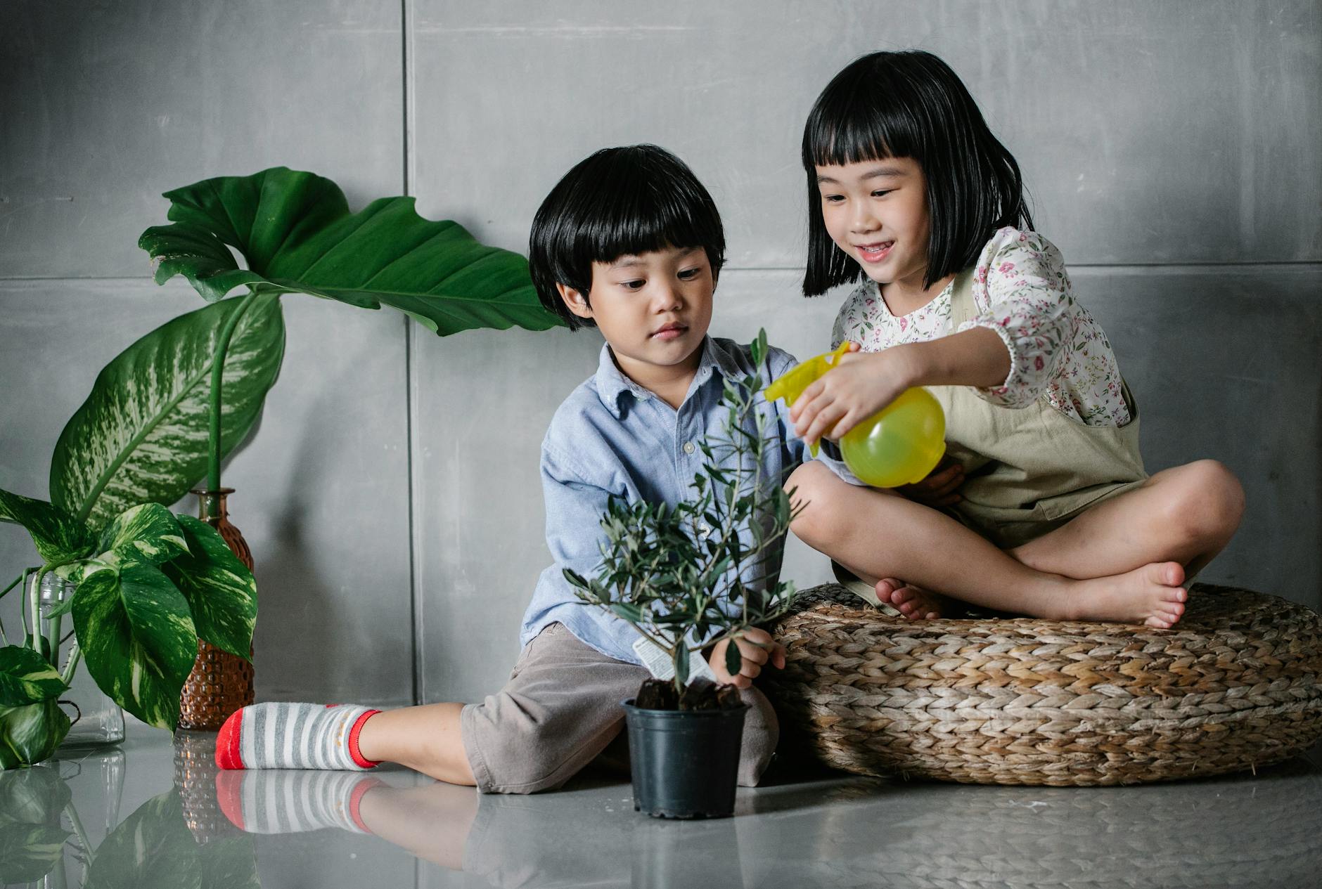 Full body cute content Asian sister and brother sitting on floor and spraying lush houseplants together by using spray bottle