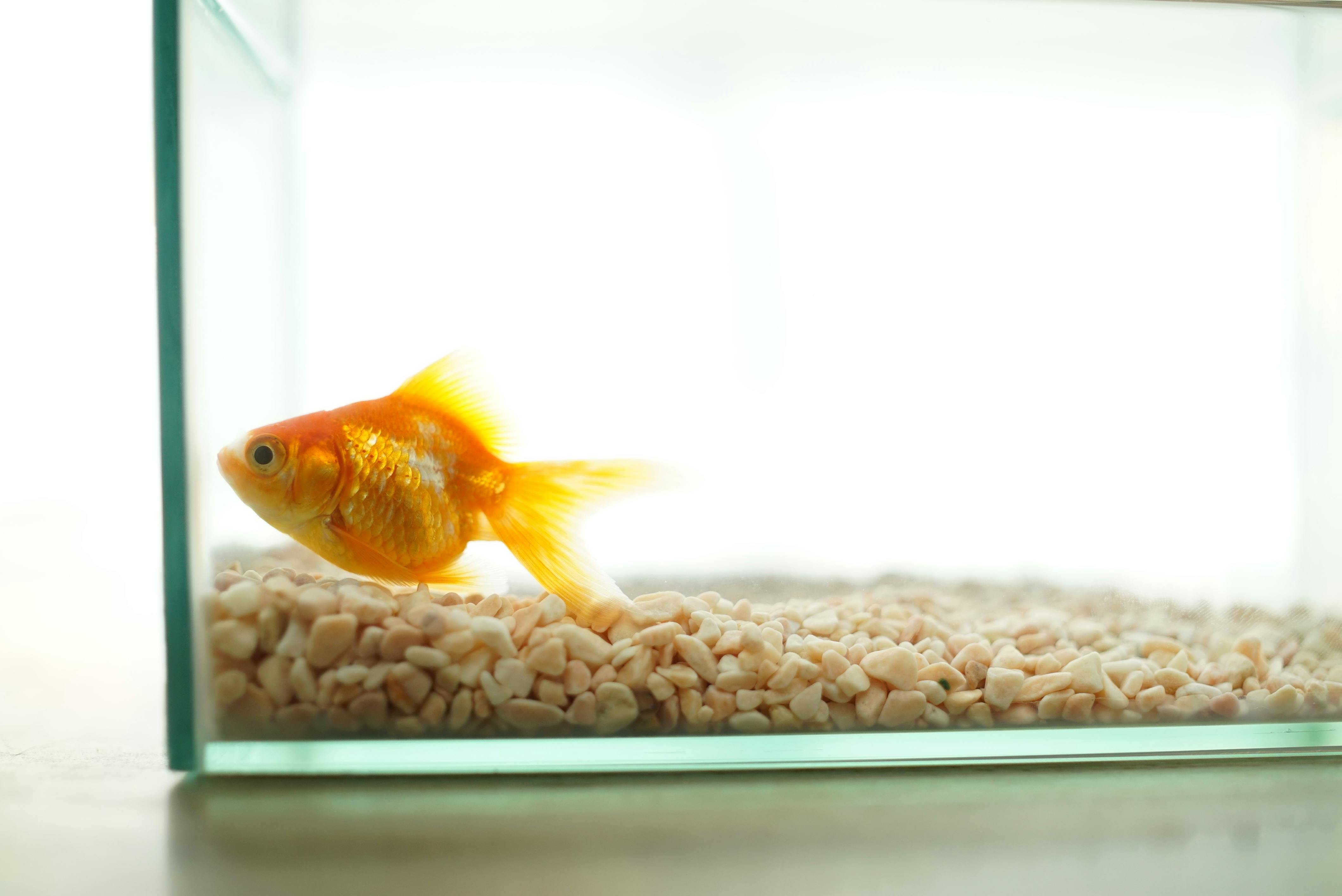 Free stock photo of fish, fish bowl, goldfish