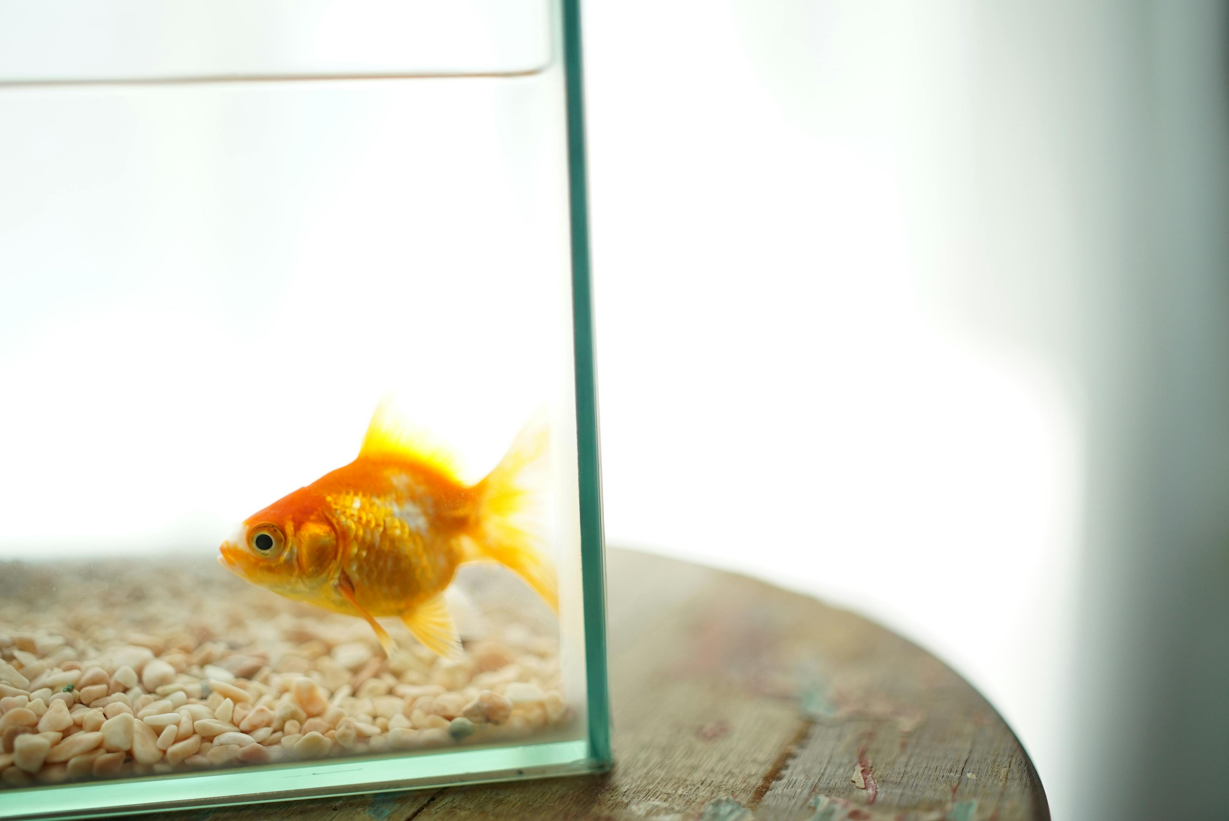 Free stock photo of fish, fish bowl, fishbowl