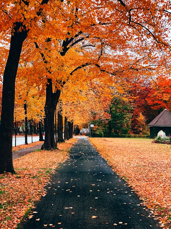 Free Autumn Trees Along The Road Stock Photo
