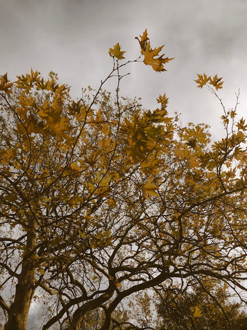 Kostenloses Stock Foto zu bäume, gelbe blätter, herbst