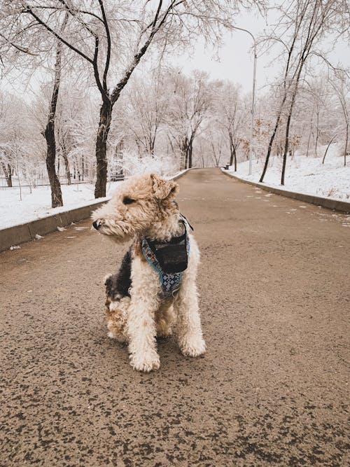 Photograph of a Fox Terrier Dog