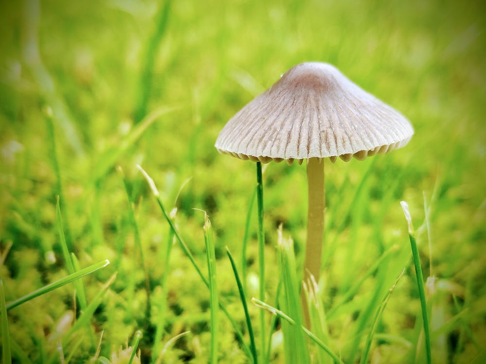 Kostenloses Stock Foto zu gras, klein, nahansicht