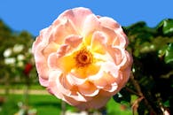 在明亮的阳光下，一朵充满活力的粉红玫瑰盛开着，展现出精致的花瓣