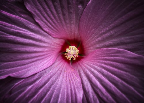 マクロ撮影, 極端なクローズアップショット, 紫色の花の無料の写真素材