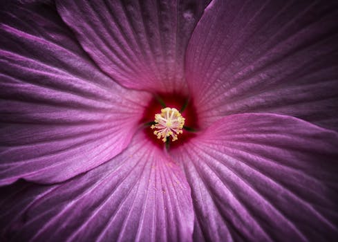 Extreme close-up of a purple hibiscus flower showcasing its delicate petals and intricate stamen.