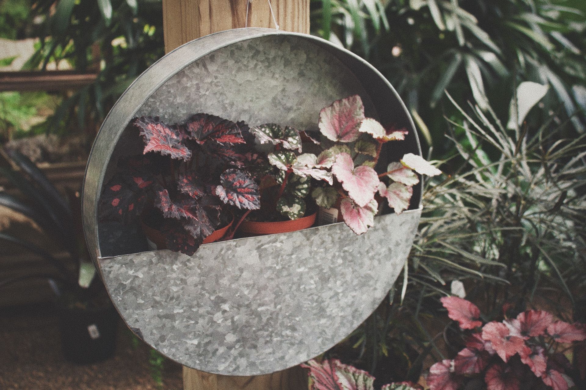 Close-up of a decorative wall-mounted plant holder with colorful foliage in an outdoor garden setting.