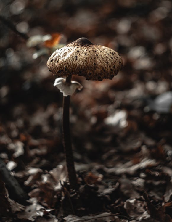 Selective Focus Photo of a Brown Mushroom