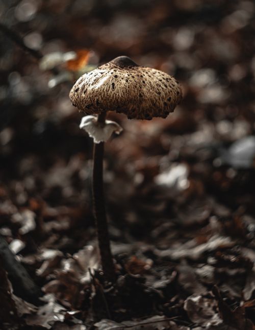 Free Macro shot of a wild mushroom growing among leaves in the forest. Selective focus enhances texture details. Stock Photo