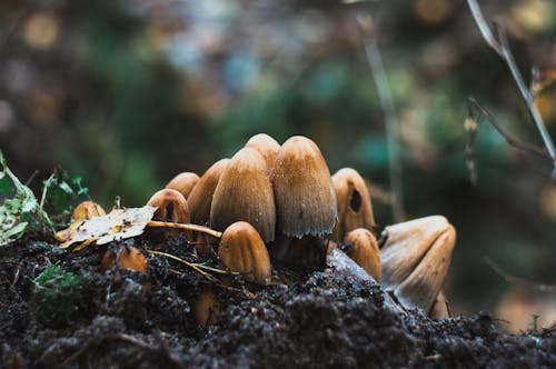 Close-Up Photo of Brown Mushroom in Black Soil