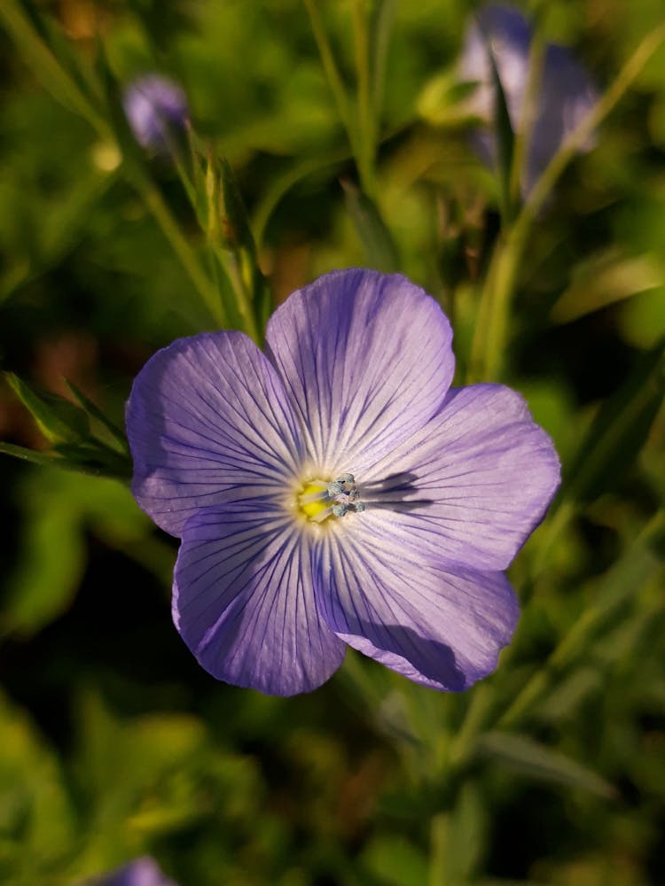 Close-up Of A Flax Flower