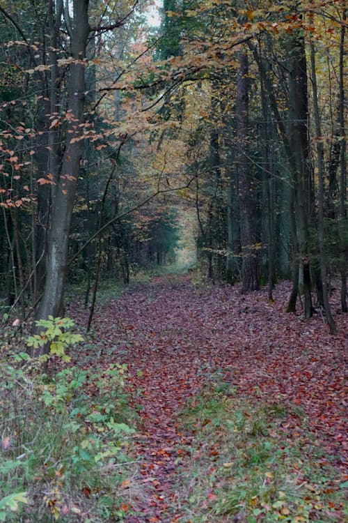 A Fallen Leaves on the Trail Near the Trees