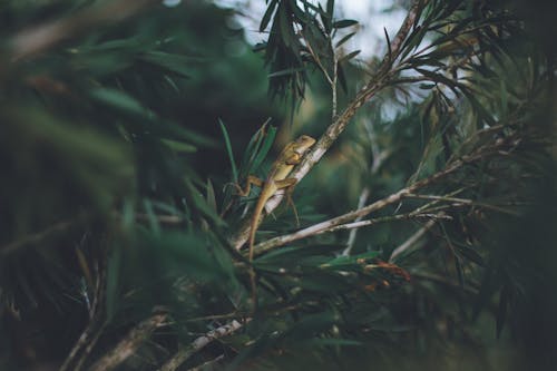無料 カモフラージュ, トカゲ, 低木の無料の写真素材 写真素材