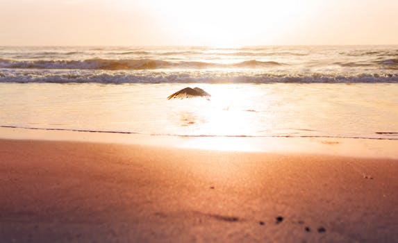 A serene seagull soaring over Cocoa Beach, Florida at sunrise with golden hues reflecting on the ocean.