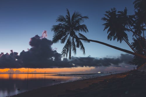 A Palm Trees Near the Body of Water