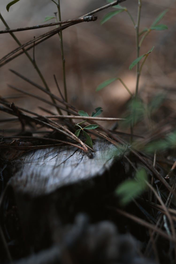 Tree Stump In Close Up