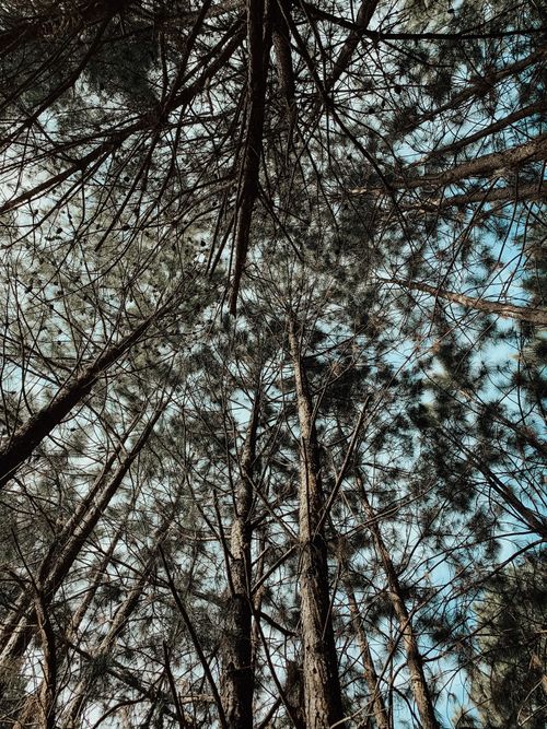 Free Looking up through a pine forest canopy under a clear blue sky, capturing nature's tranquility. Stock Photo