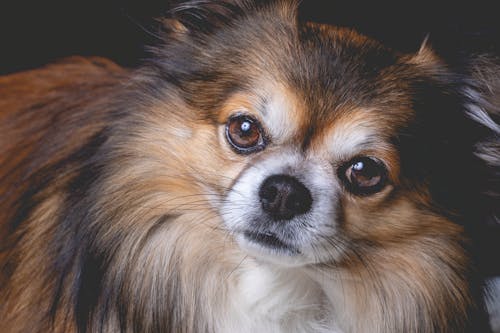 Close-Up Photo of a Cute Brown Chihuahua