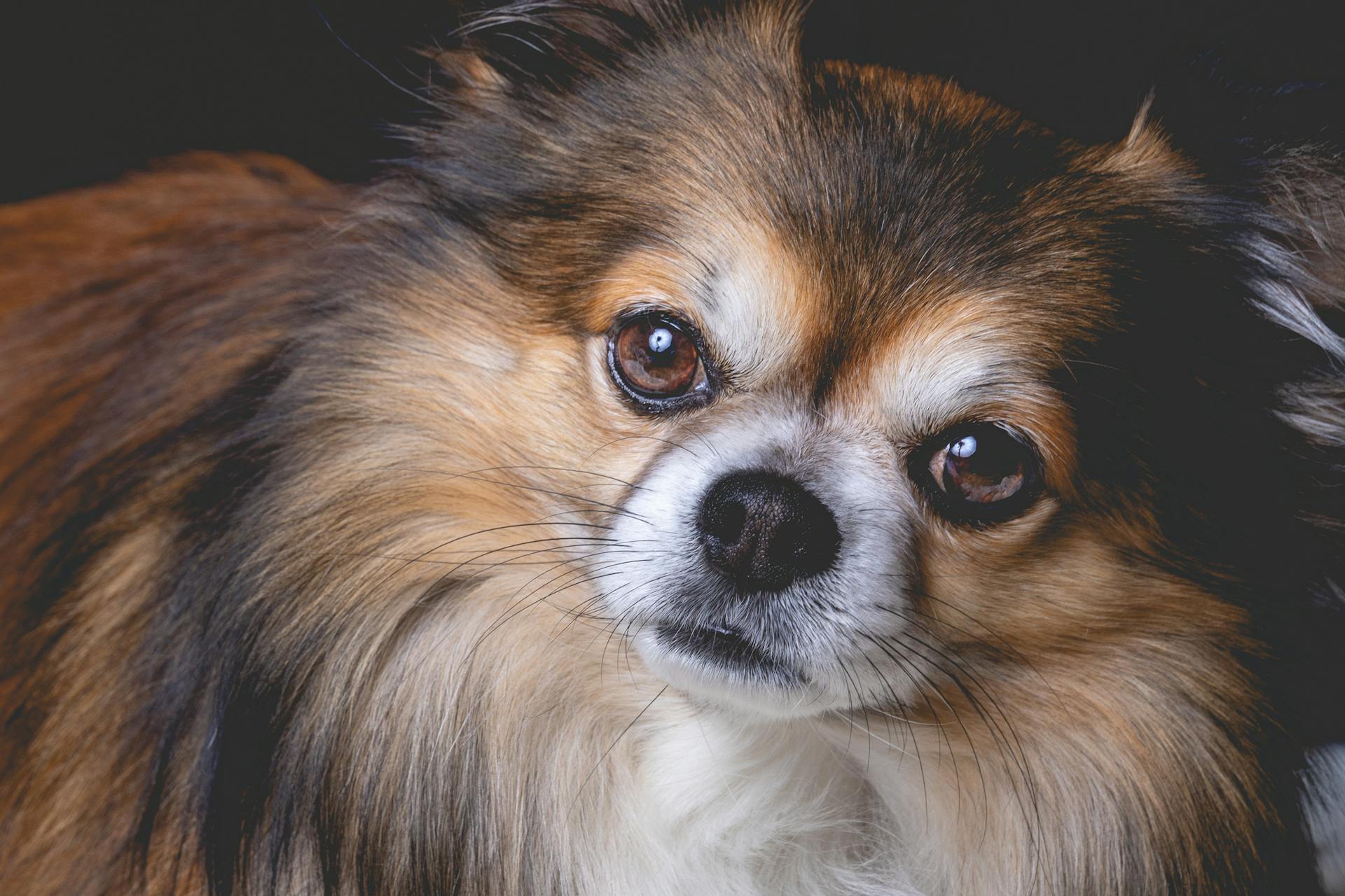 Close-upfoto van een schattige bruine chihuahua