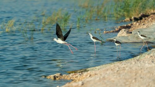 Free Black winged stilt birds in blue rippling river near coast with green grass and pebbles in daytime Stock Photo