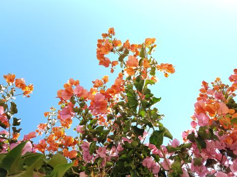 粉红色和橙色的九重葛花在清澈的蓝天下绽放