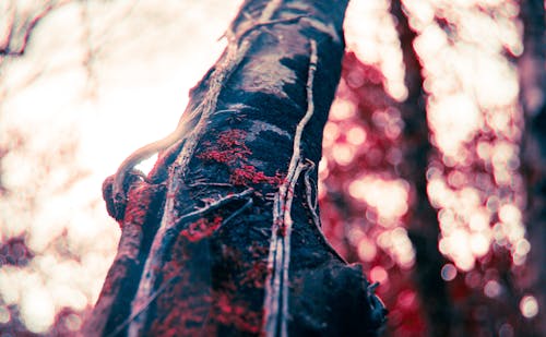 Free stock photo of branch, crimson, forest Stock Photo