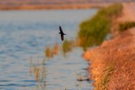 House martin bird flying above lake with blue rippling water and green grass near shore with pebbles in sunny day in countryside