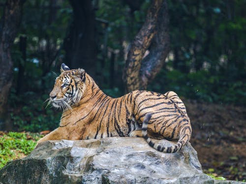 Powerful tiger resting on stone