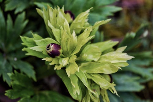 Closeup of blooming helleborus versicarius