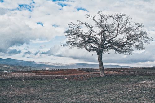 Free Picturesque view of withered leafless tree in green field on background of cloudy sky in soft daylight Stock Photo