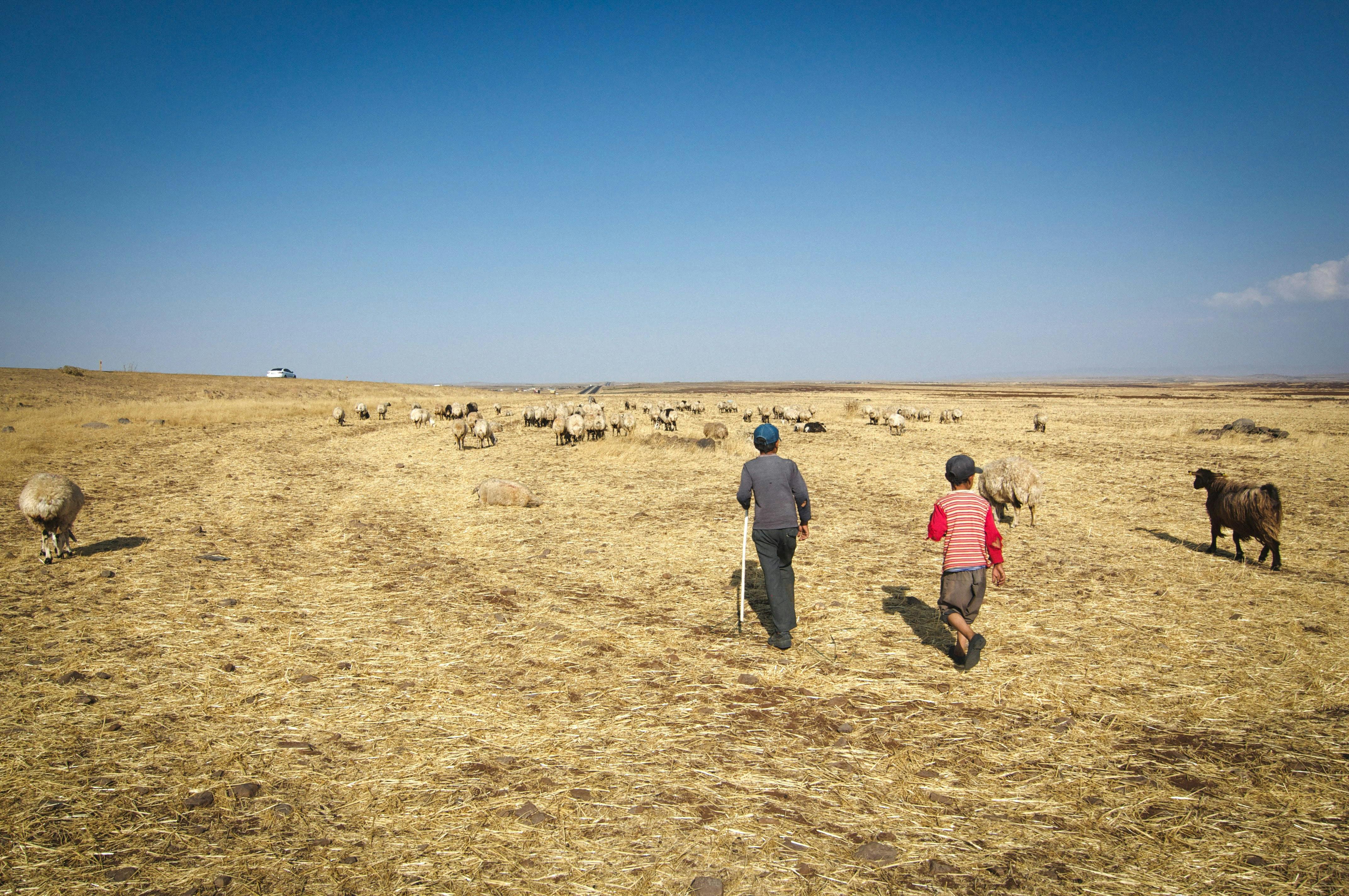 Unrecognizable ethnic shepherds moving herd in steppe