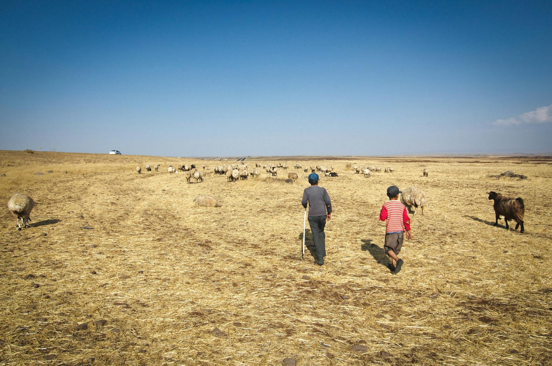 Unrecognizable ethnic shepherds moving herd in steppe