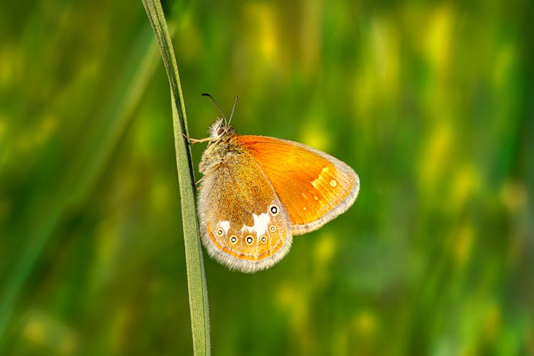 Macro Shot Of A Chestnut Heath Perched On A Blade Of Grass