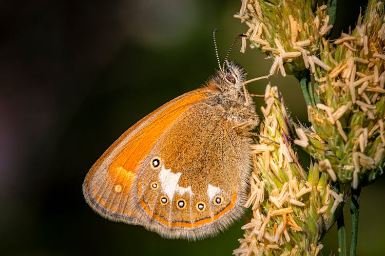 Macro Shot Of A Brown Chestnut Heath