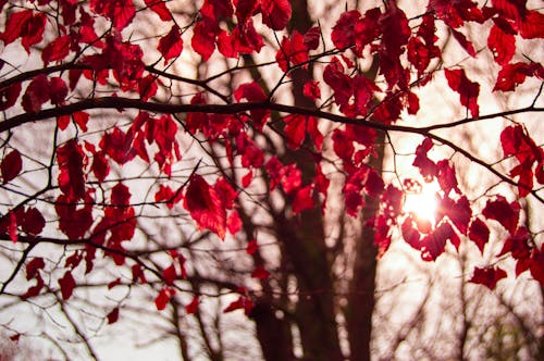 Árbol De Hojas Rojas