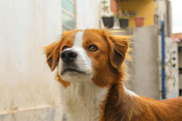 Dog look