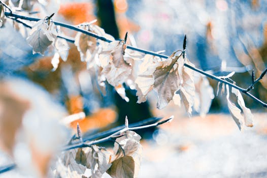 树枝上秋叶的干燥细节，捕捉了秋天的自然本质