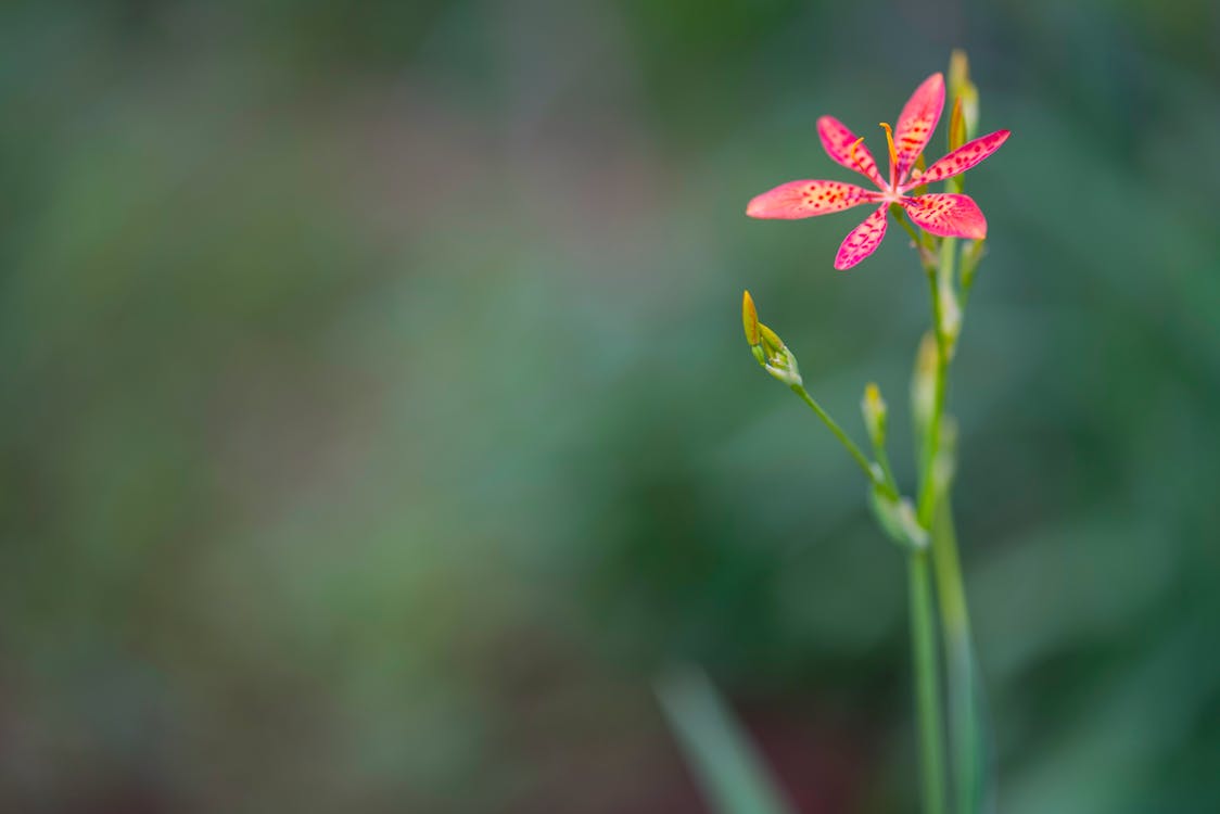 ピンクの花びらの花のセレクティブフォーカス写真