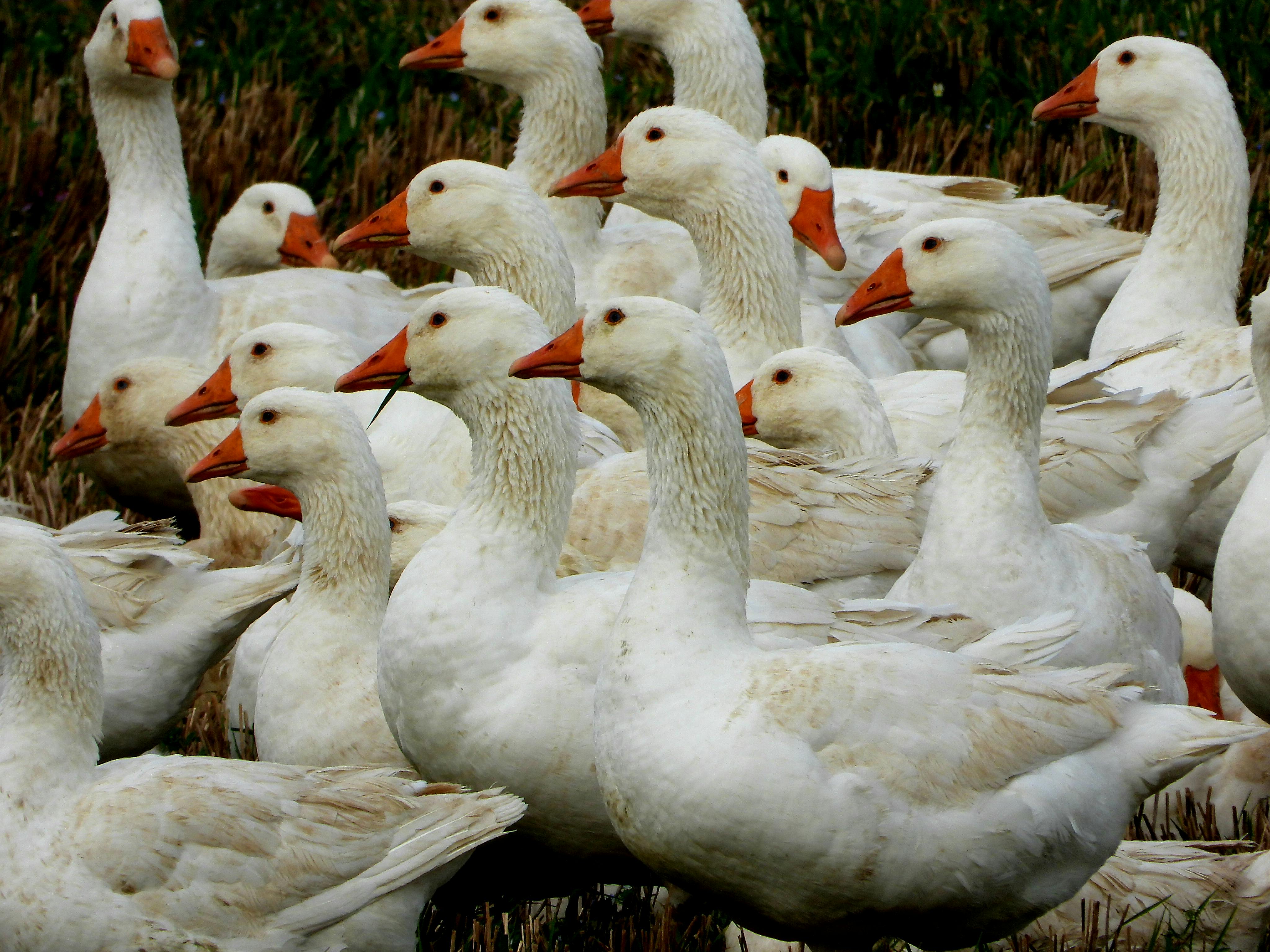 Urbandale amends contract with Flock camera company to improve data transparency — Photo by Charlie Bird on Pexels
