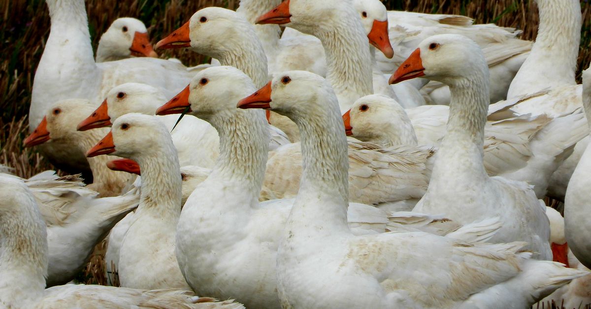 Australia Reports First H5N1 Bird Flu Case in Mammal