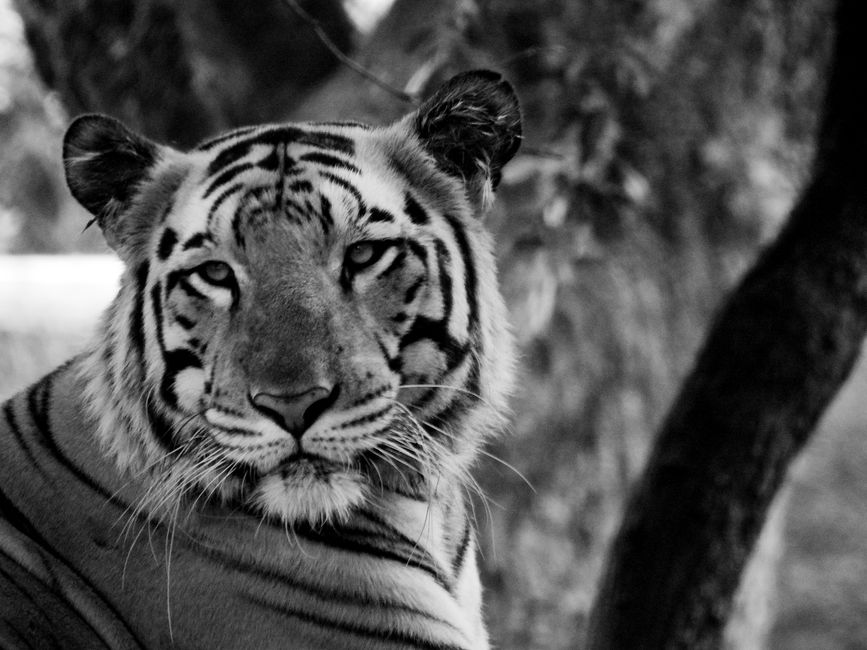 Intense black and white portrait of a tiger in the wild, showcasing its majestic features.