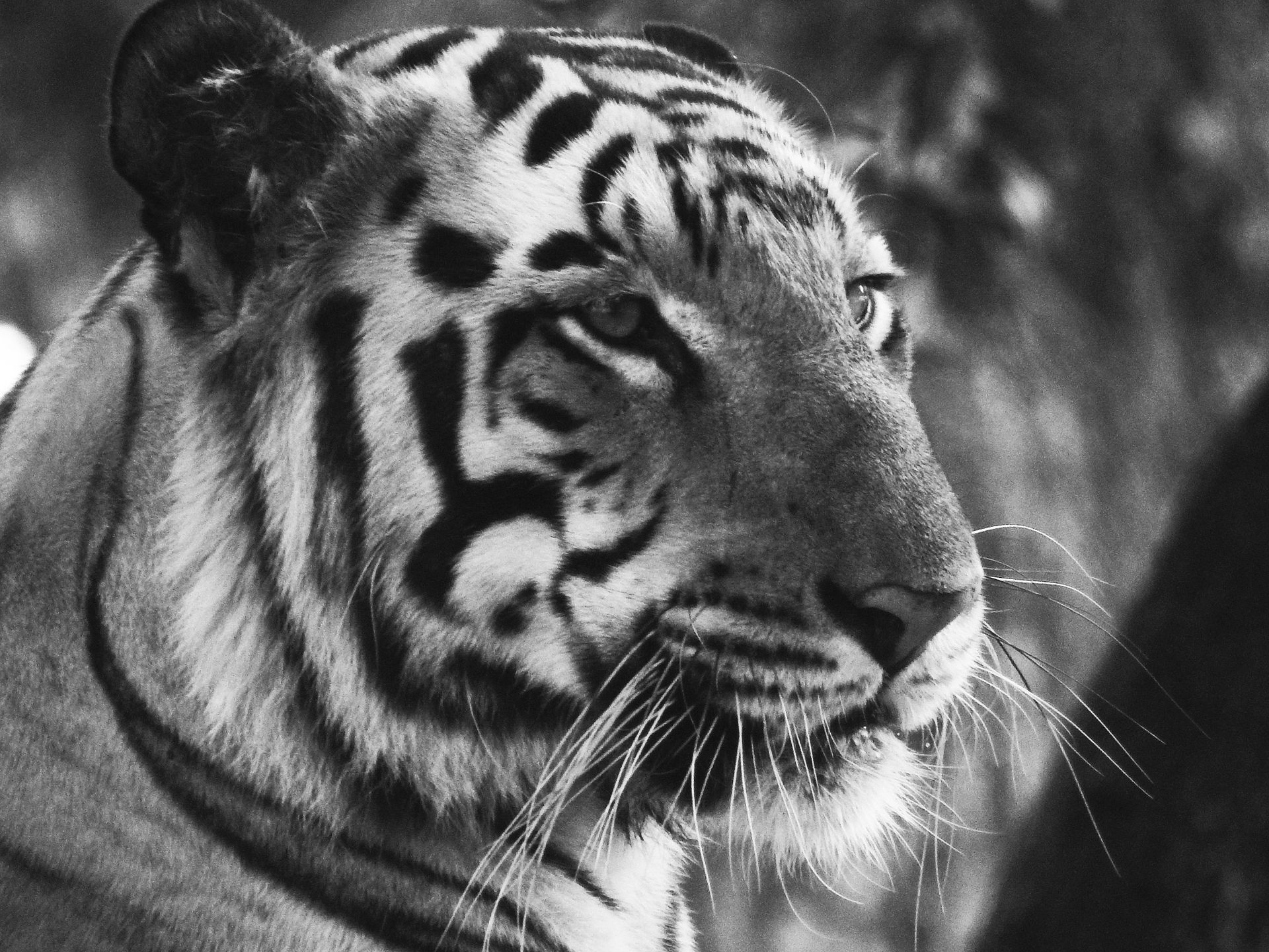 Striking black and white close-up portrait of a tiger in natural surroundings.