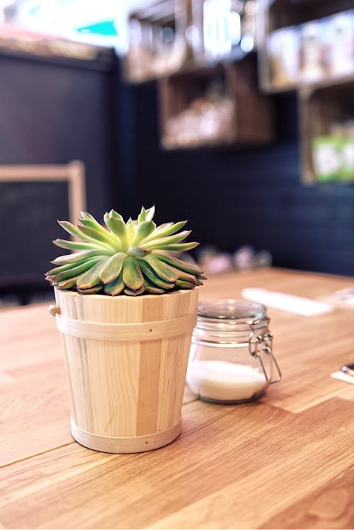 Plant on the table